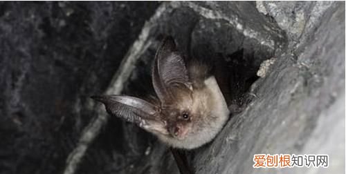 唯一会飞的哺乳动物是什么 唯一会飞的哺乳动物是什么?