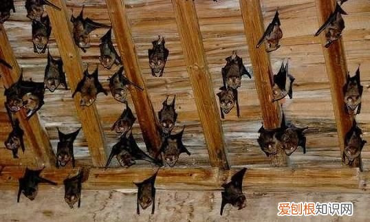 唯一会飞的哺乳动物是什么 唯一会飞的哺乳动物是什么?