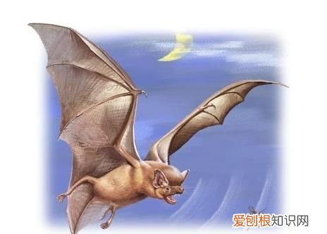 唯一会飞的哺乳动物是什么 唯一会飞的哺乳动物是什么?