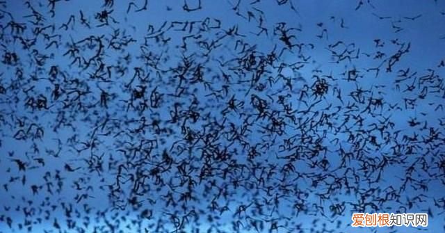 唯一会飞的哺乳动物是什么 唯一会飞的哺乳动物是什么?