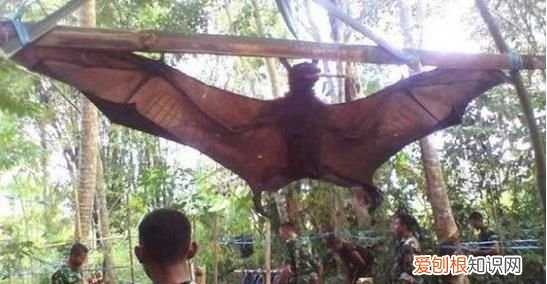 唯一会飞的哺乳动物是什么 唯一会飞的哺乳动物是什么?