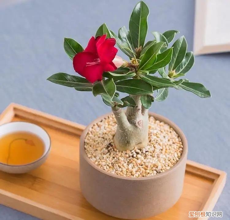 家庭养花什么花最好养