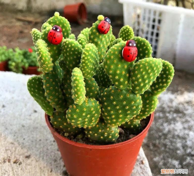 家庭养花什么花最好养