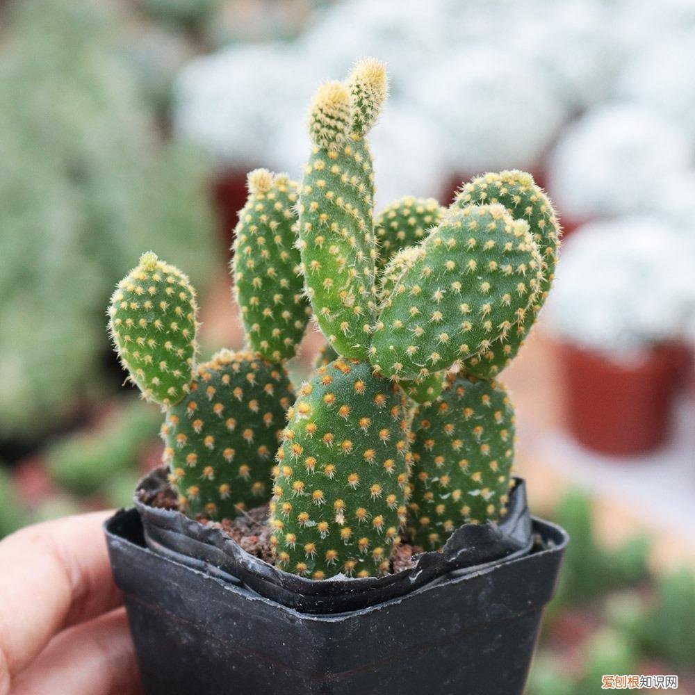 家庭养花什么花最好养