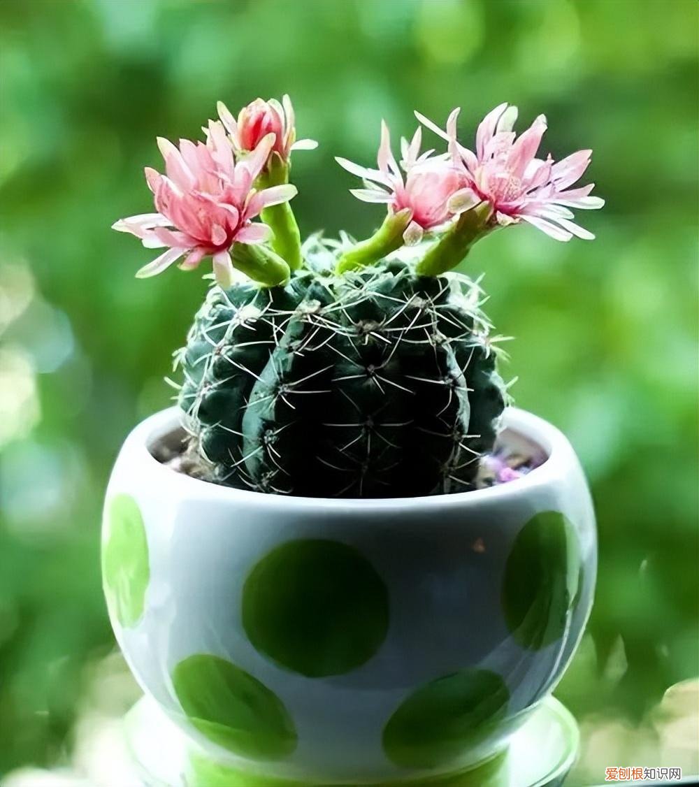 家庭养花什么花最好养