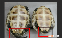 珍珠龟怎么分辨公母，珍珠龟如何分辨公母,公母能养在一起吗