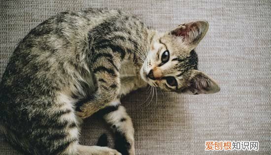 猫咪排不出尿怎么办，猫尿不出来尿血怎么办