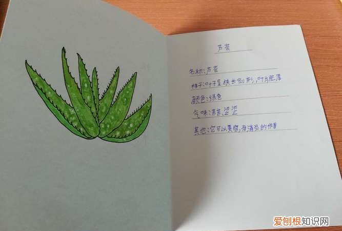 仙人掌记录卡怎么写