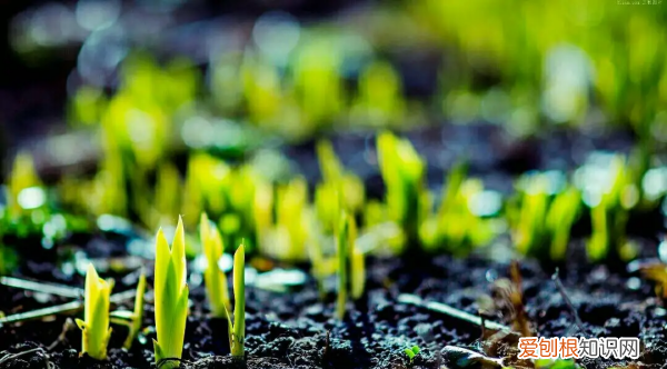 泥土是什么味道，泥土和麝香的味道接近什么味道