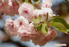 樱花为什么是日本国花，樱花是什么时候传入中国的
