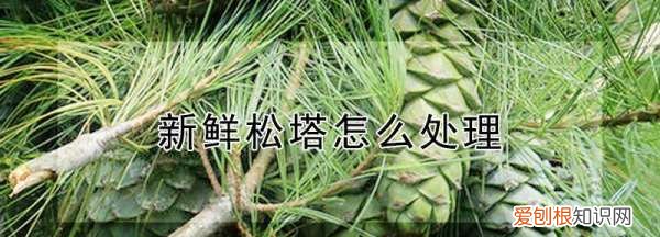 松塔怎么腐熟，干透的松塔腐熟得多久能吃