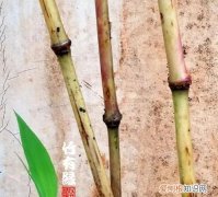 竹子的气味是什么，竹子的气味是什么味的