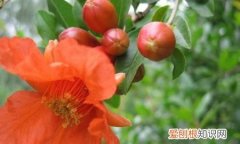 石榴的味道是什么，石榴花的气味是什么味道