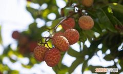 荔枝中还有什么丰富的成分，苹果里面含有什么营养成分