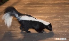 臭鼬是黄鼠狼吗，臭鼬和黄鼠狼哪个放的屁臭