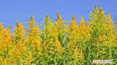 什么是黄花磷酸，黄花菜和黄花磷酸区别