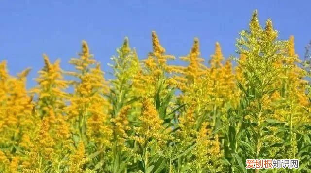 什么是黄花磷酸,黄花菜和黄花磷酸区别