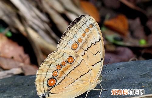 蝴蝶的触角有什么用