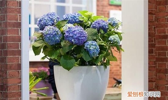 绣球花用多大的盆好，中华木绣球小树苗可以种大盆吗