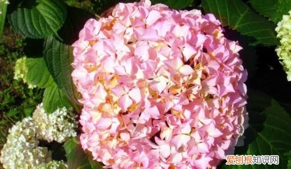 绣球花用多大的盆好，中华木绣球小树苗可以种大盆吗