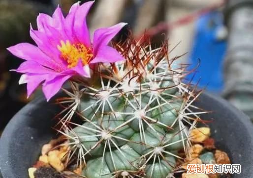 仙人球有什么用，仙人球有什么作用什么特点