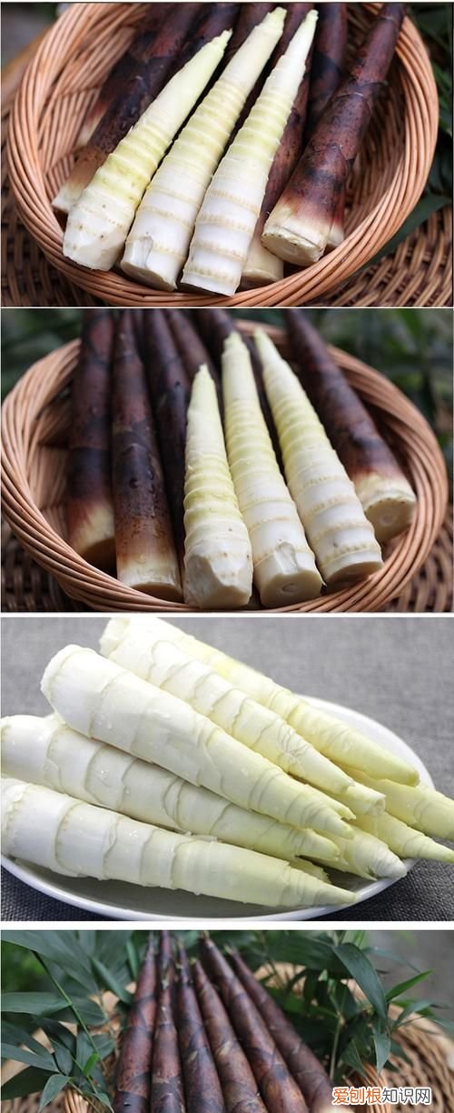 鲜雷笋怎么保存长久，雷竹笋可以晒干保存