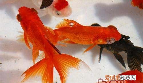 金鱼产子怎么办，家里的金鱼要生宝宝了怎么办呢