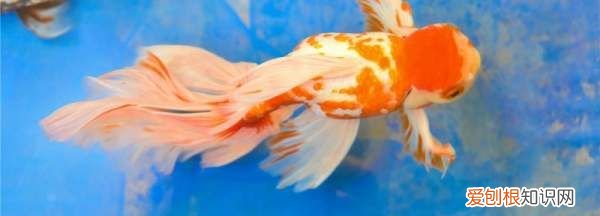 金鱼产子怎么办，家里的金鱼要生宝宝了怎么办呢
