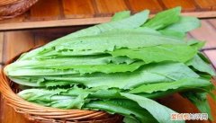 凤尾菜又叫什么菜，成都凤尾菜又叫什么