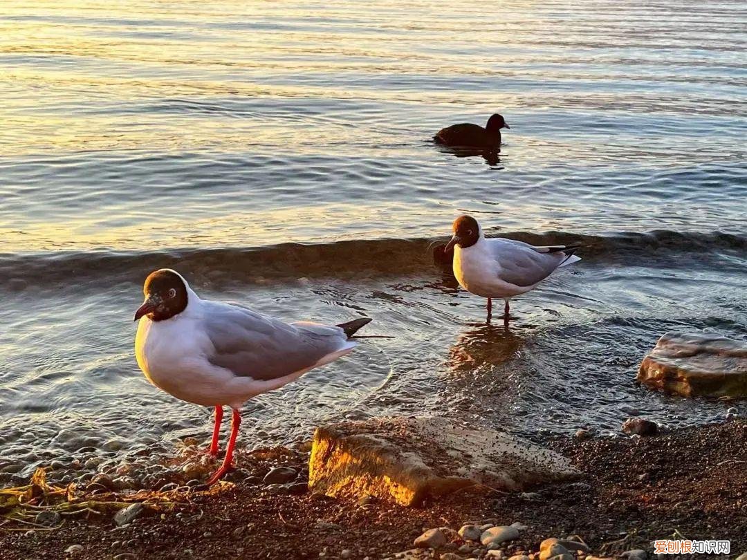 圣瓦伦丁节的由来