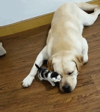 雪纳瑞多少钱一只