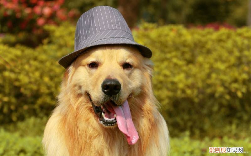 雪纳瑞多少钱一只