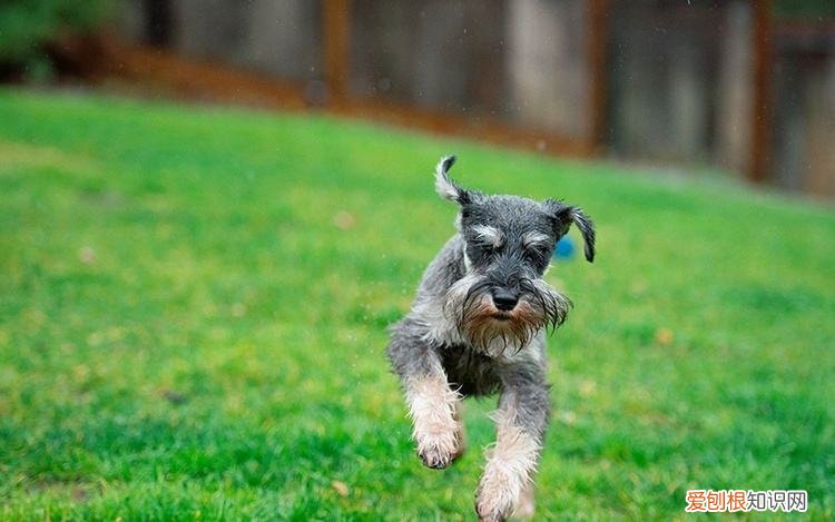雪纳瑞多少钱一只