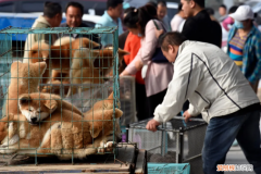 雪纳瑞多少钱一只