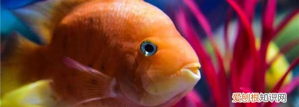 鱼被咬伤了怎么办，鱼被咬了能自己恢复吗