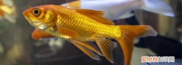 鱼被咬伤了怎么办，鱼被咬了能自己恢复吗