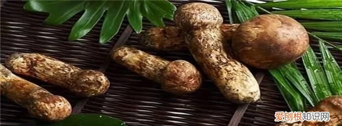 松茸保存的方法,野生松茸怎么保存方法