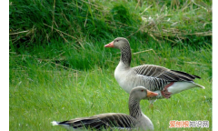 鹅鸭杀，鹅和鸟有什么关系