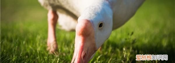 鹅鸭杀，鹅和鸟有什么关系