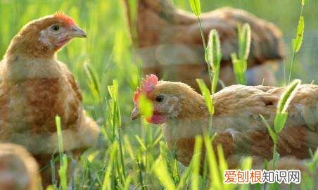 鹅鸭杀，鹅和鸟有什么关系