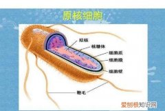 原核生物的遗传物质都是DNA