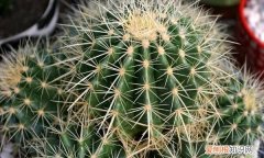 仙人球的气味是什么气味，仙人掌的气味是什么样的