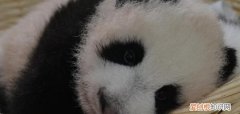 大熊猫的新亚种在哪里，大熊猫指名亚种有哪些