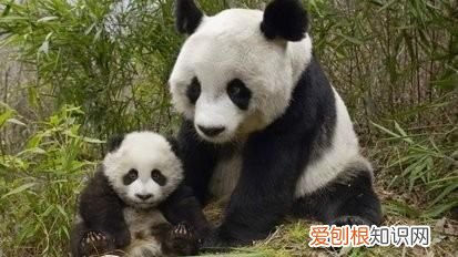 大熊猫的新亚种在哪里,大熊猫指名亚种有哪些