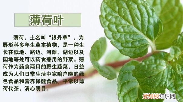 薄荷成分是什么，薄荷的提取加工方法是什么