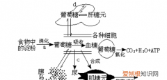 mol葡萄糖水解生成什么