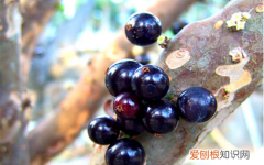 嘉宝果吃皮吗，嘉宝果能生吃