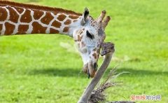 熊和长颈鹿哪个重