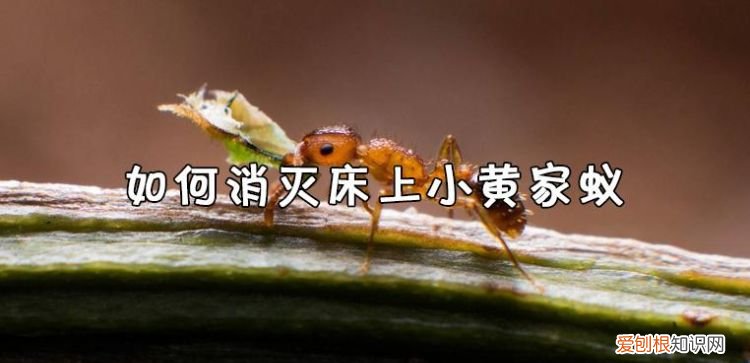 床上有蚂蚁如何彻底清除，家里床上居然有蟑螂有什么办法彻底清除