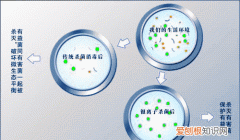 三剂是什么，三橡树是什么品牌